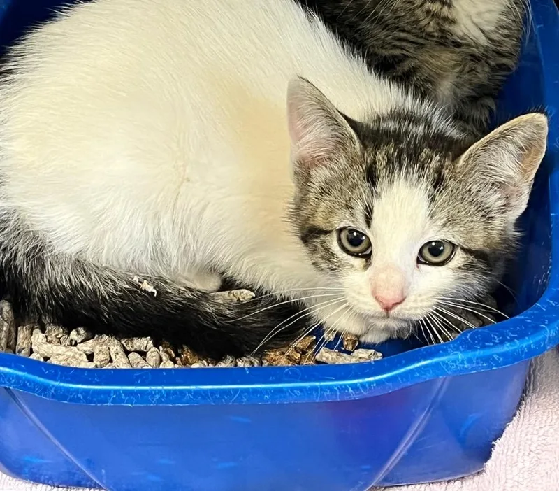 A young small-sized female Domestic Short Hair cat named Private Pickles for adoption in Berlin, MD