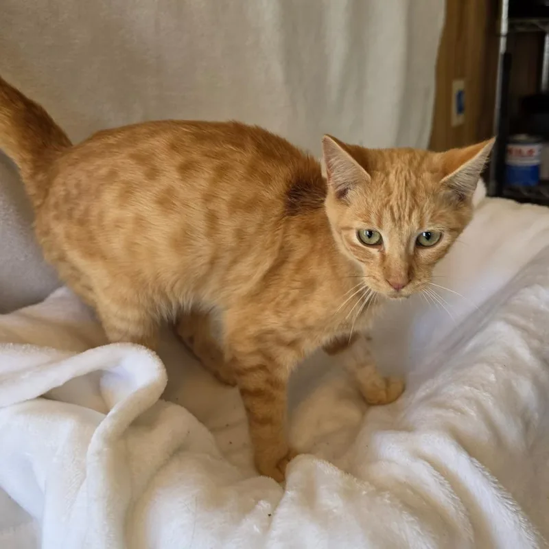 A young small-sized male Orange / Red Domestic Short Hair cat named Julius for adoption in Pittsburg, KS
