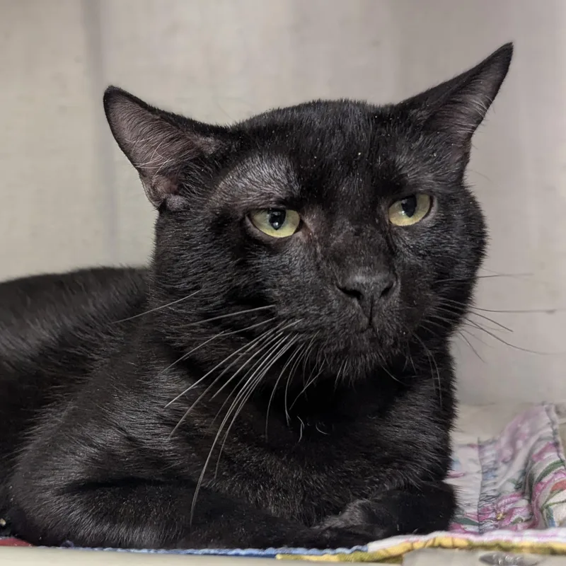 A young large-sized male Black Domestic Short Hair cat named Izar for adoption in Springfield, IL
