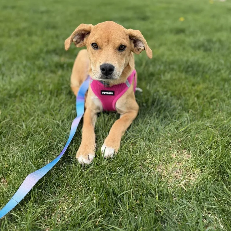 A baby small-sized female Yellow / Tan / Blond / Fawn Labrador Retriever dog named Magnolia D for adoption in Princeton, MN