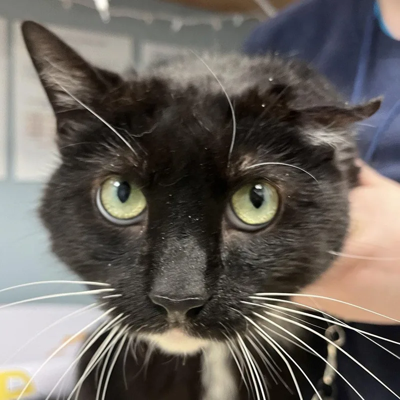 An adult medium-sized male Domestic Short Hair cat named Olly for adoption in New Castle, DE