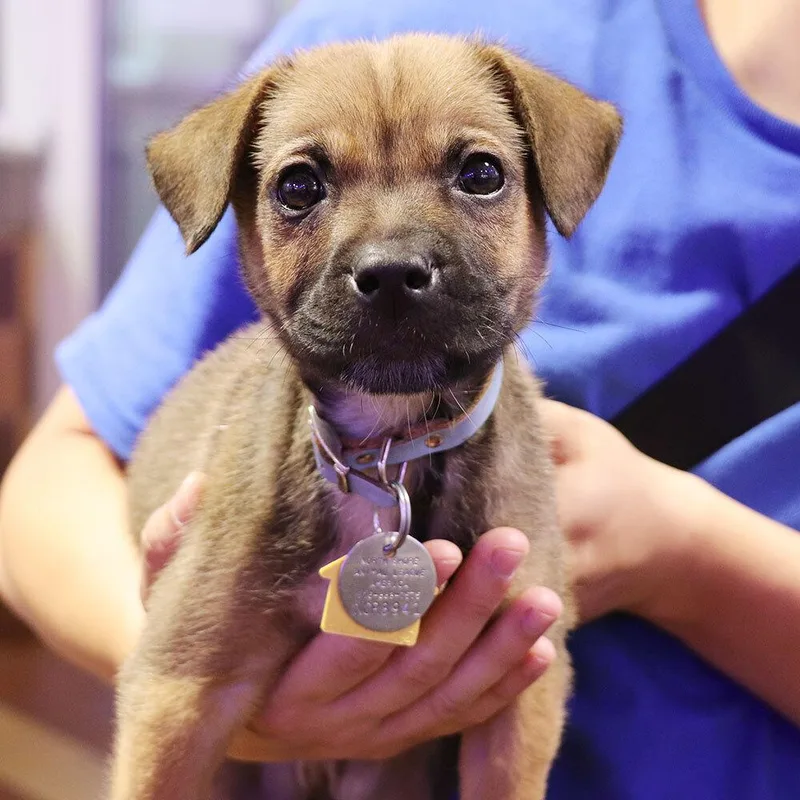 A baby small-sized male Mixed Breed dog named Yogi for adoption in Port Washington, NY
