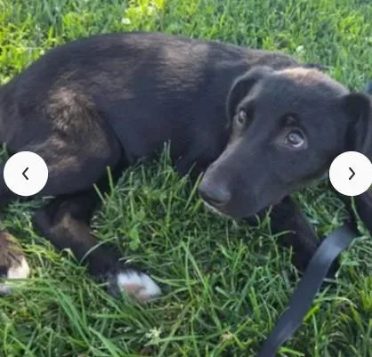 A baby small-sized female Labrador Retriever dog named A for adoption in Tracy, CA