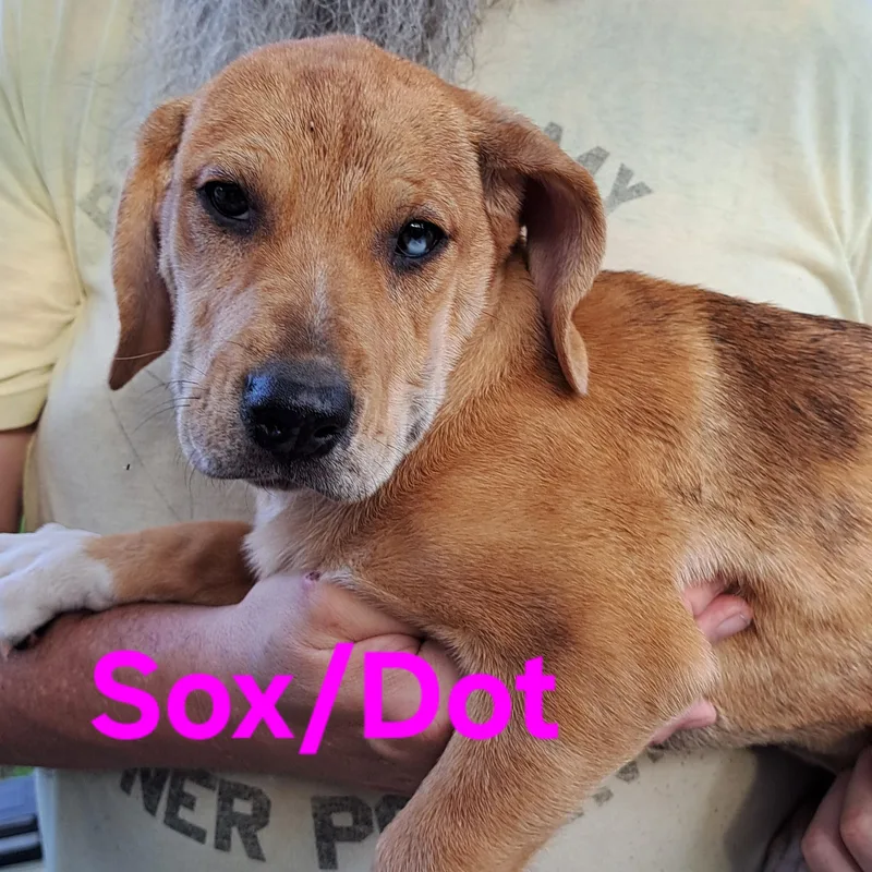 A baby medium-sized female Hound dog named Sox for adoption in Albany, NY