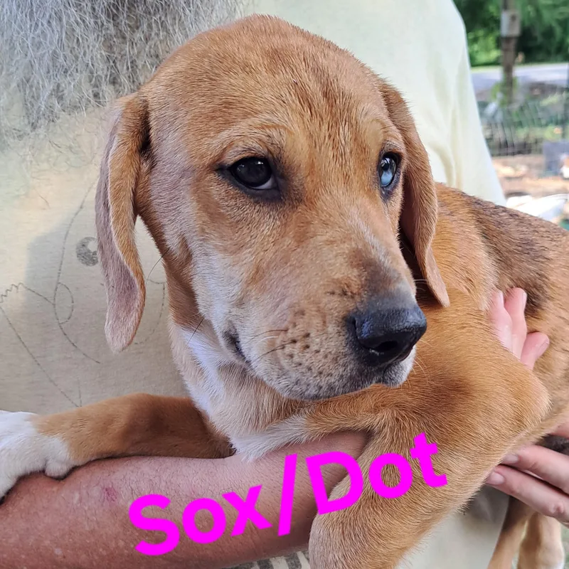 Sox thumbnail 2