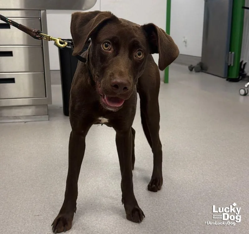 A young large-sized male Labrador Retriever dog named Weasel for adoption in Washington, DC