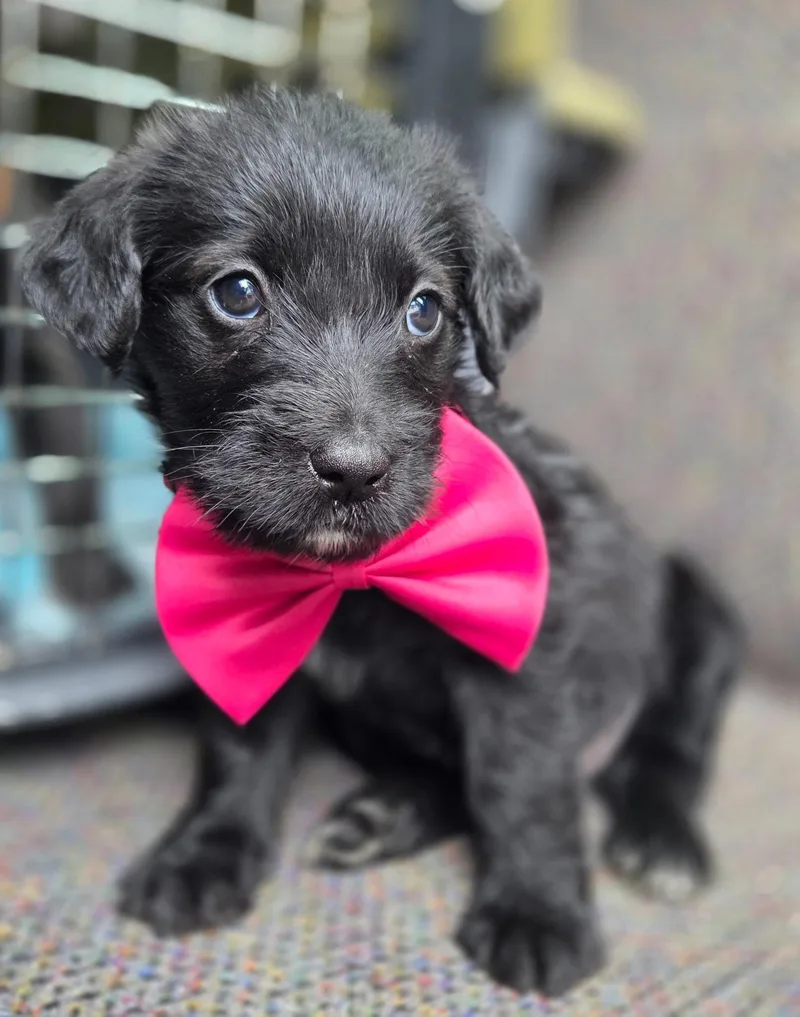 A baby medium-sized female Labradoodle dog named Star for adoption in Gilbert, SC