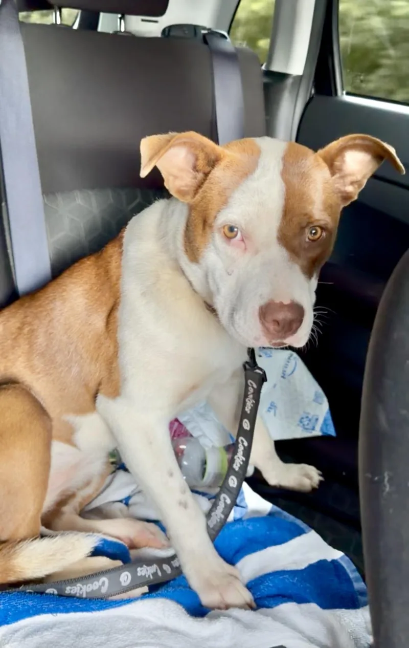 A baby medium-sized female Labrador Retriever dog named Cookie for adoption in Coral gables, FL