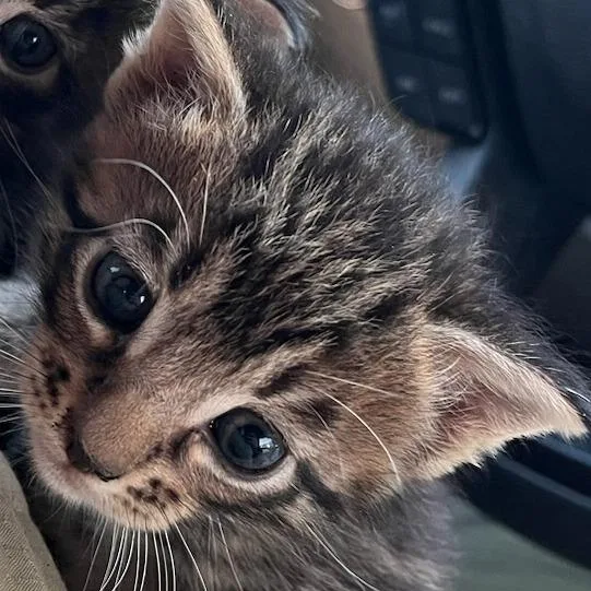 A baby small-sized female Brown / Chocolate Domestic Short Hair cat named Cherie for adoption in Durant, OK