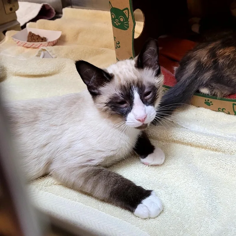 A baby medium-sized male Domestic Short Hair cat named Hsmc for adoption in Allyn, WA