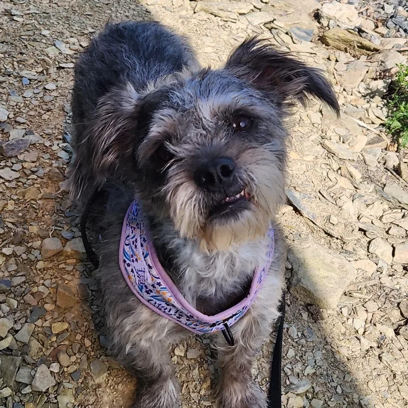 An adult small-sized female Wirehaired Terrier dog named Yanni for adoption in Walnutport, PA