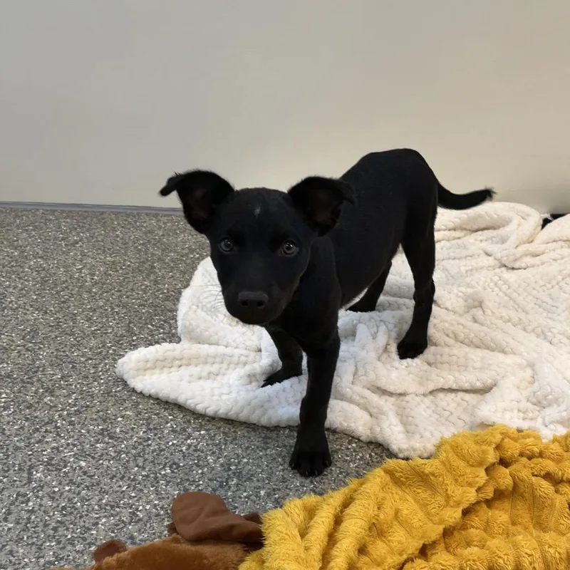 A baby medium-sized female Black Labrador Retriever dog named Sugar for adoption in Las Vegas, NV