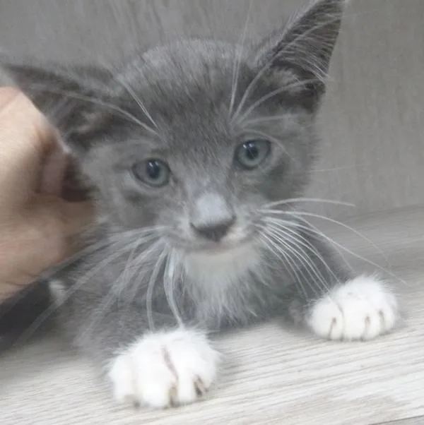 A baby small-sized male Domestic Short Hair cat named Po for adoption in Lafayette, LA