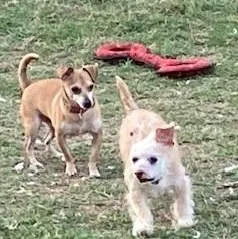 A young small-sized male Apricot / Beige Wirehaired Terrier dog named Willee for adoption in Dripping Springs, TX