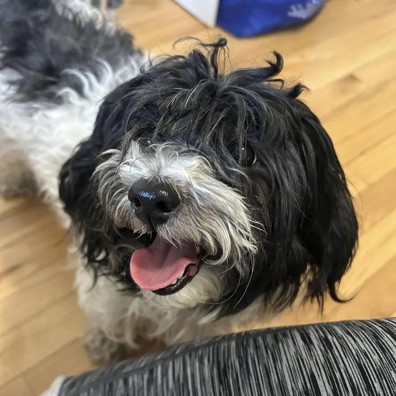 An adult small-sized female Bicolor Shih Tzu dog named Aruba Ruby for adoption in Verona, NJ
