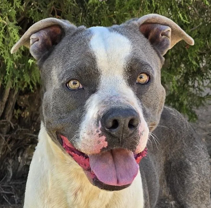 A young medium-sized male Gray / Blue / Silver American Staffordshire Terrier dog named Talented Mr Thor for adoption in Albuquerque, NM
