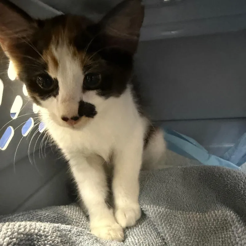 A baby small-sized female Domestic Short Hair cat named Glitter for adoption in Galveston, TX