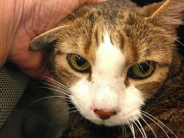 A senior small-sized female Domestic Short Hair cat named Kit Kat for adoption in Ocala, FL