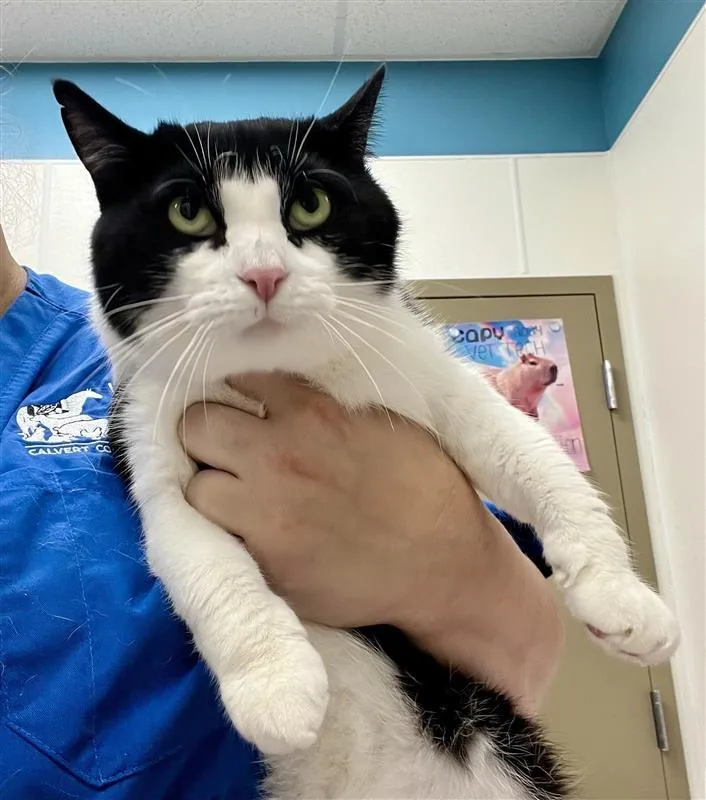 A senior large-sized female Black Domestic Short Hair cat named Natasha for adoption in Prince Frederick, MD