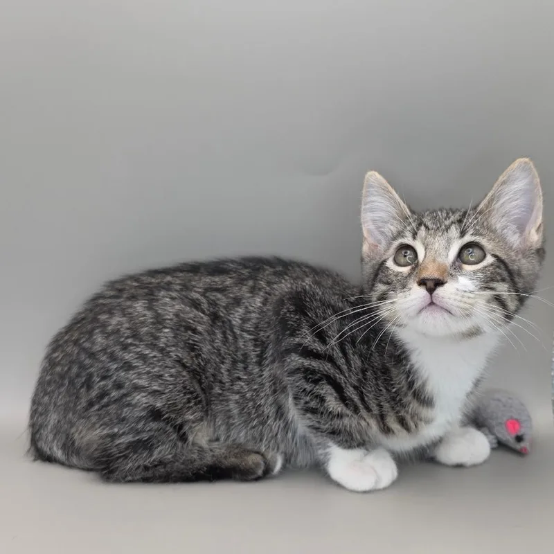 A baby small-sized female Gray / Blue / Silver Domestic Short Hair cat named Jessie for adoption in Williston, FL