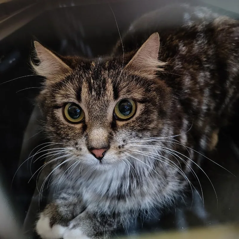 An adult small-sized female Brown / Chocolate Domestic Medium Hair cat named Momma for adoption in Coos Bay, OR