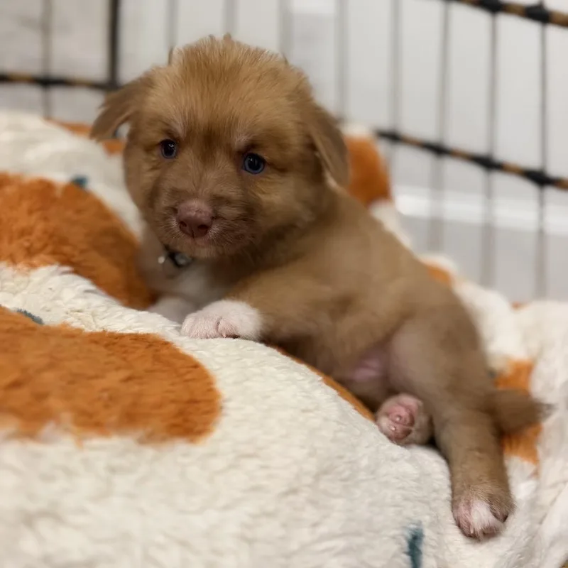 A baby medium-sized male Golden Retriever dog named Nutmeg for adoption in Baton Rouge, LA