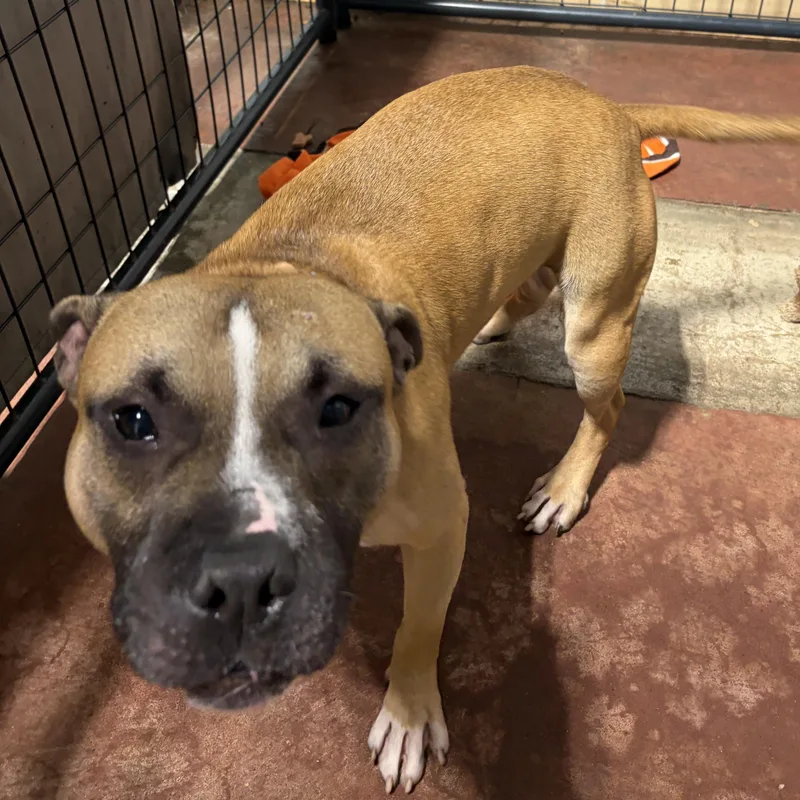 A young medium-sized male Mixed Breed dog named Jasper for adoption in Youngstown, OH