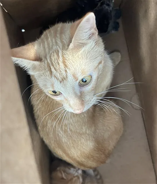 A young medium-sized female Domestic Short Hair cat named Gypsy for adoption in Dallas, TX
