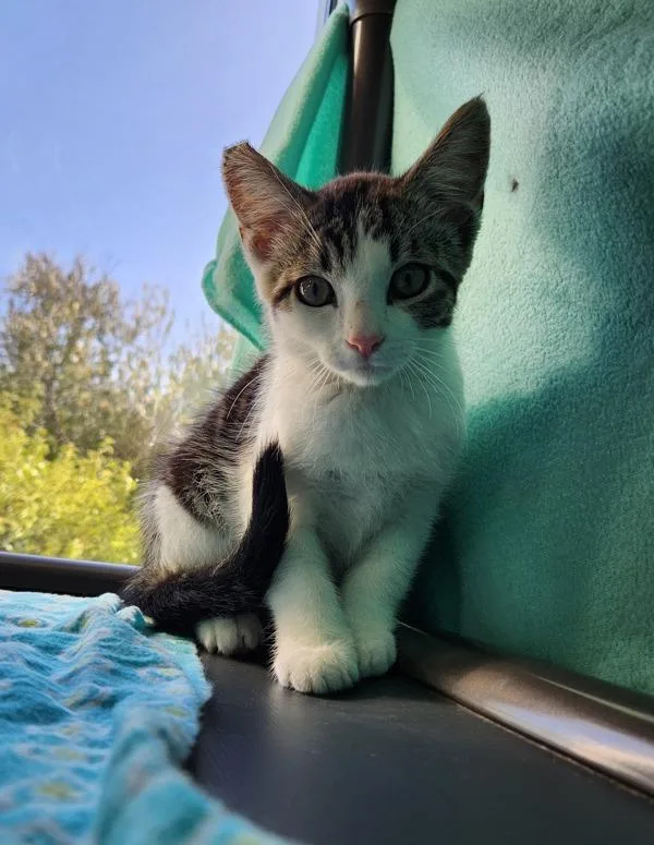 A baby small-sized male Domestic Short Hair cat named Chalkboard for adoption in Healdsburg, CA
