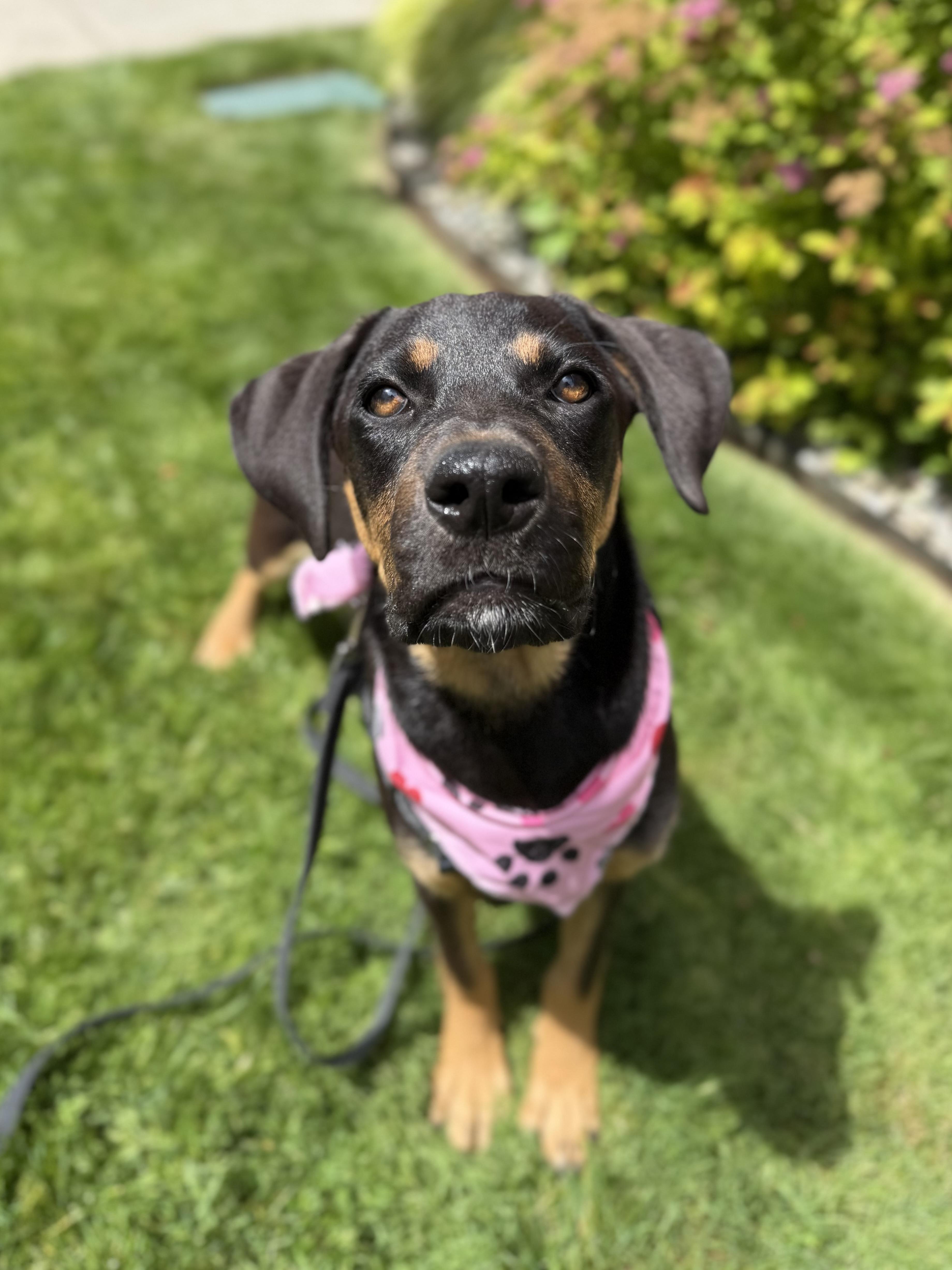 A baby medium-sized female Black Doberman Pinscher dog named Rue for adoption in lynnwood , WA