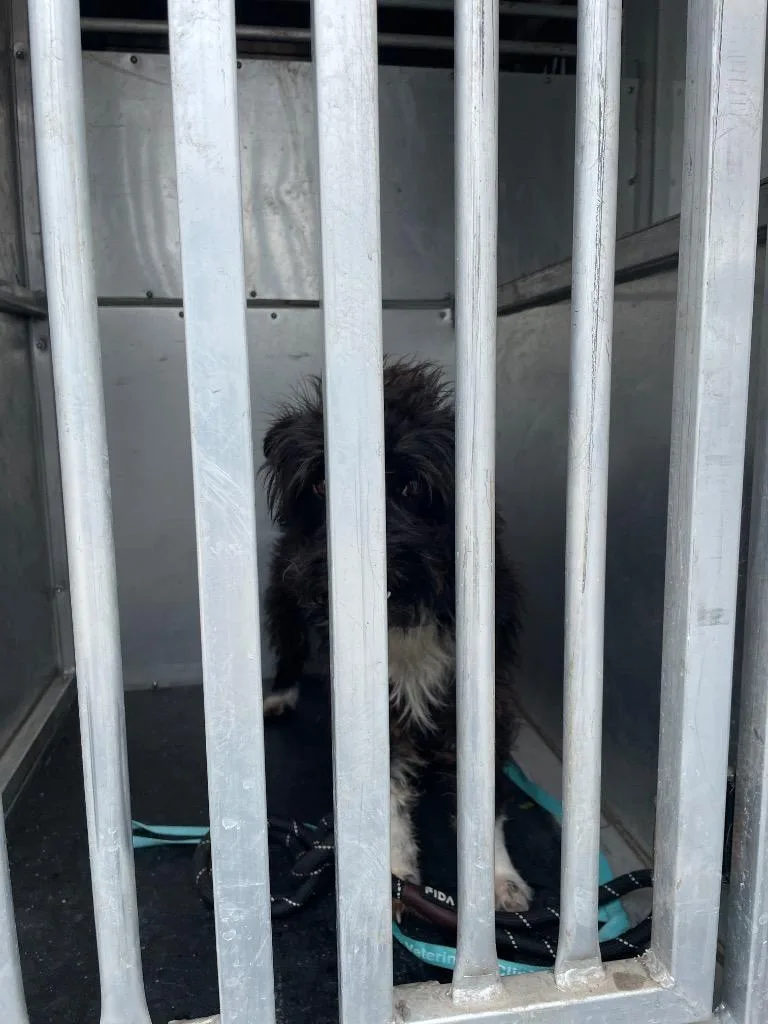 A young small-sized male Wirehaired Terrier dog named Julio   ` for adoption in New Braunfels, TX