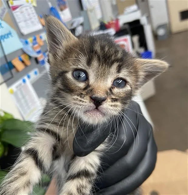 A baby medium-sized female Domestic Short Hair cat named Georgia for adoption in Dallas, TX