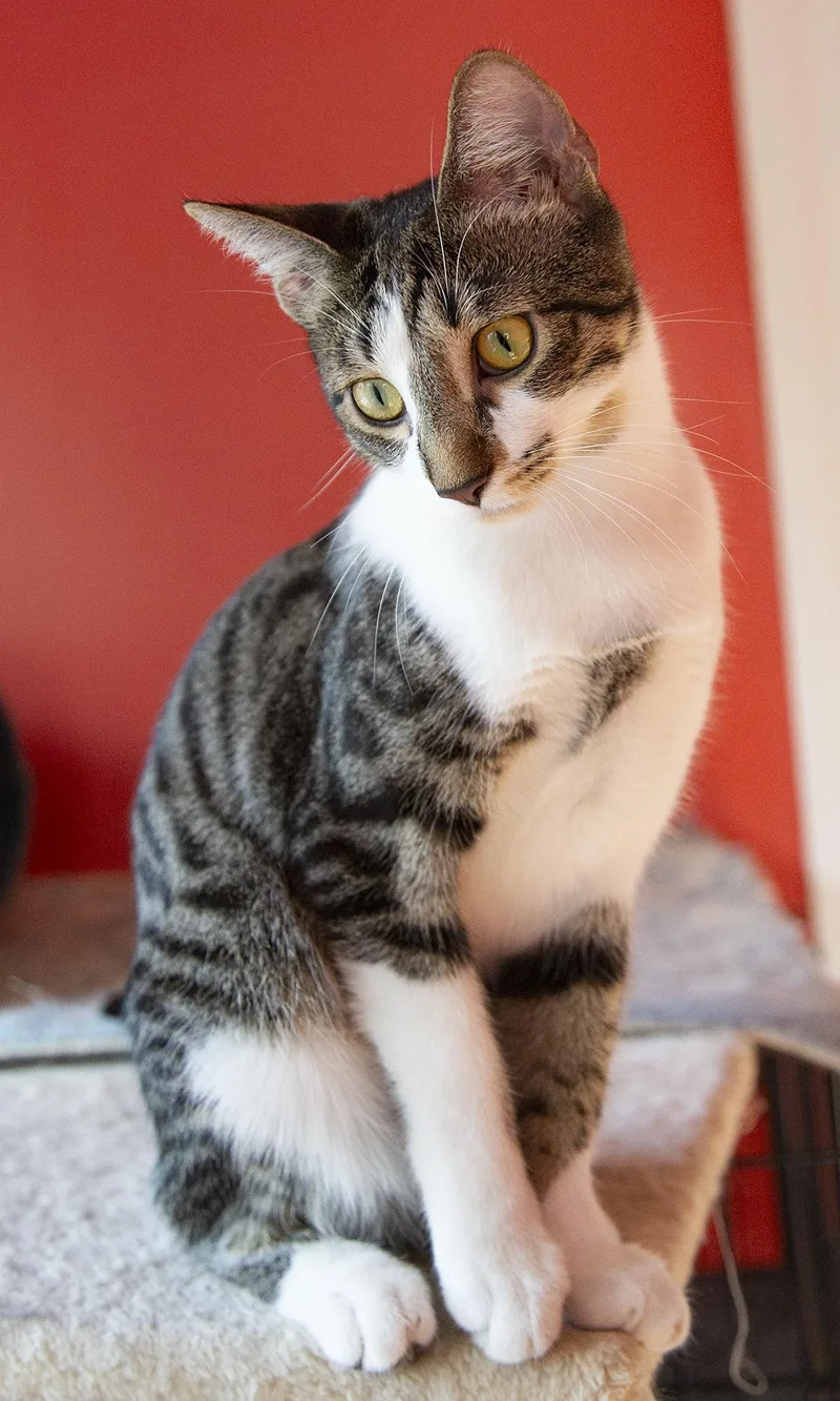 A young medium-sized female Tabby (Brown / Chocolate) Domestic Short Hair cat named Betty Spaghetti for adoption in Chicago, IL