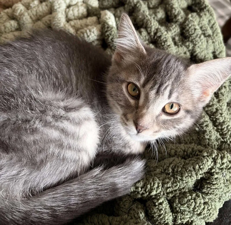 A baby small-sized female Tabby cat named Clarabelle for adoption in Mankato, MN