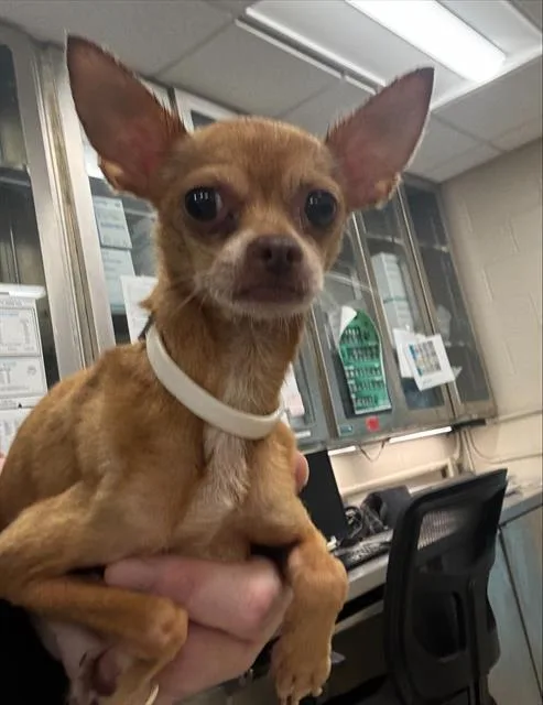 An adult small-sized male Chihuahua dog named Whimsy for adoption in Grand Prairie, TX