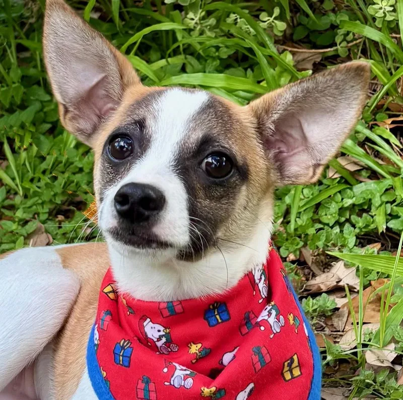 A baby small-sized male White / Cream Terrier dog named Soulful STALLONE Has for adoption in Cypress, TX