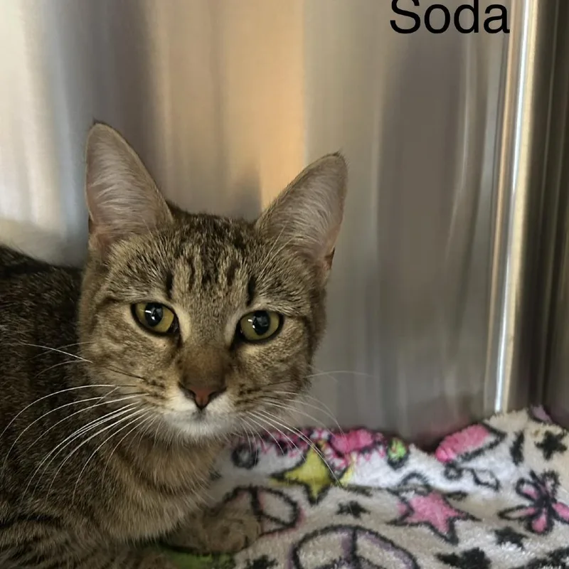 Soda Pop