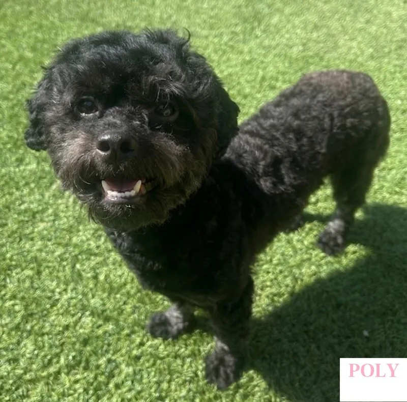 A baby small-sized female Havanese dog named Poly for adoption in Dallas, TX