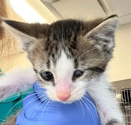 A baby medium-sized male Domestic Short Hair cat named Rowan for adoption in Houston, TX