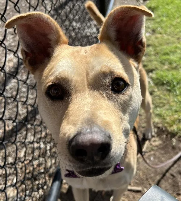 An adult large-sized female Labrador Retriever dog named Peach for adoption in El Cajon, CA