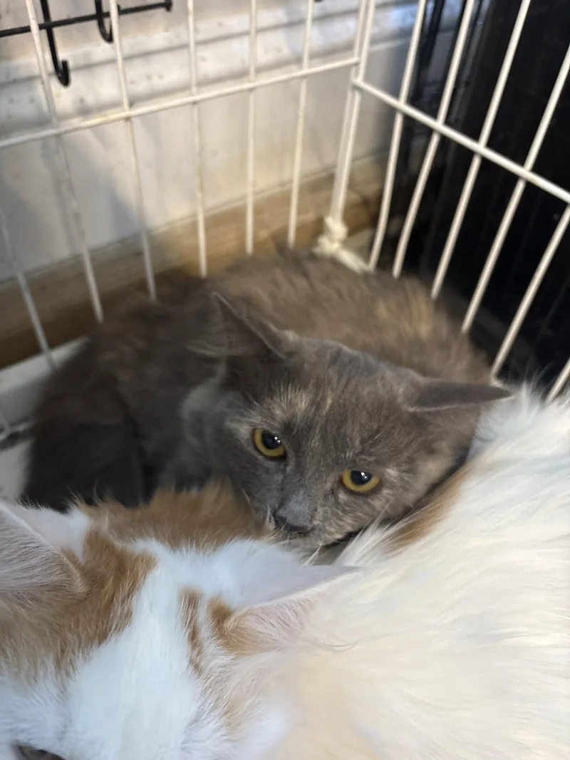 A young medium-sized female Domestic Long Hair cat named Keisha for adoption in White Bluff, TN