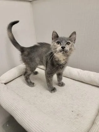 A baby small-sized female Domestic Short Hair cat named Starry for adoption in Fergus Falls, MN