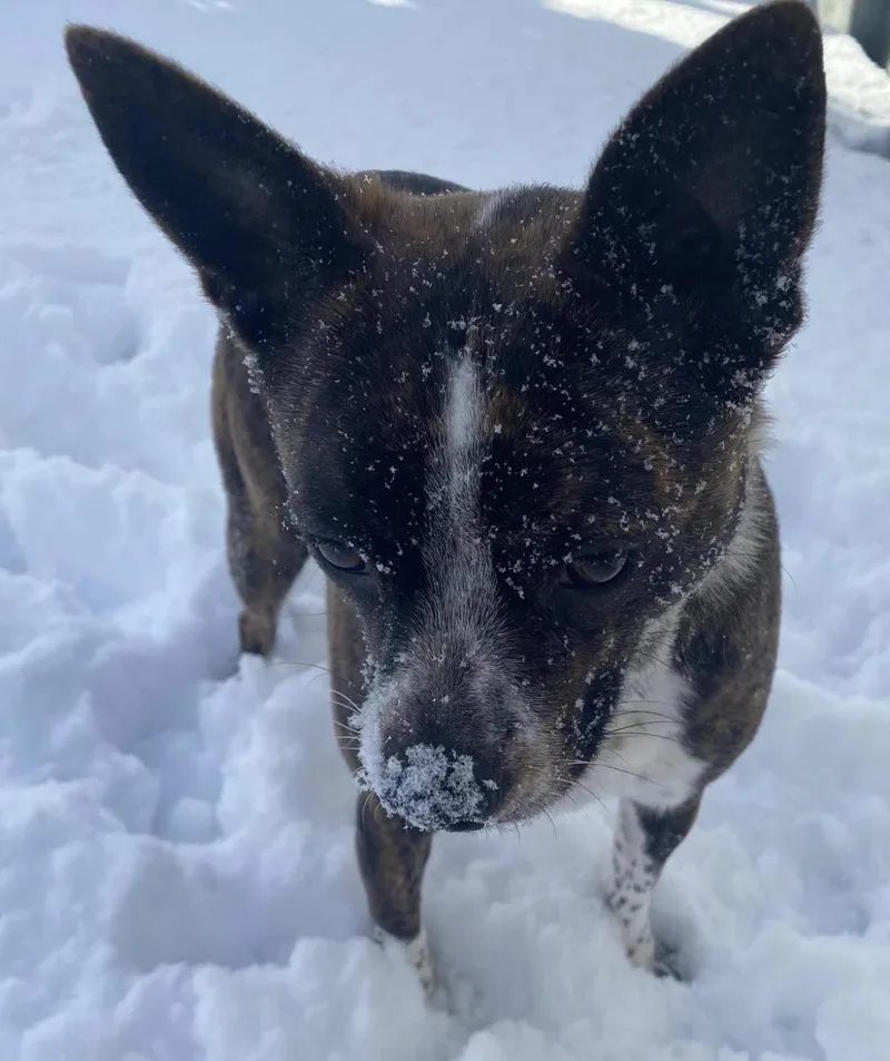 An adult small-sized female Boston Terrier dog named Ahsoka for adoption in Stagecoach, NV