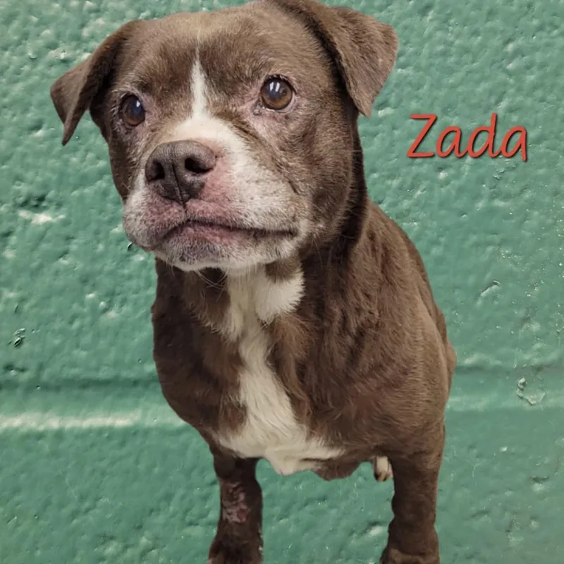 Zada