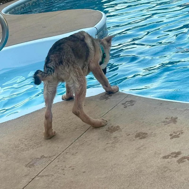A baby small-sized male Brown / Chocolate German Shepherd Dog dog named Zeke for adoption in Chillicothe, IL