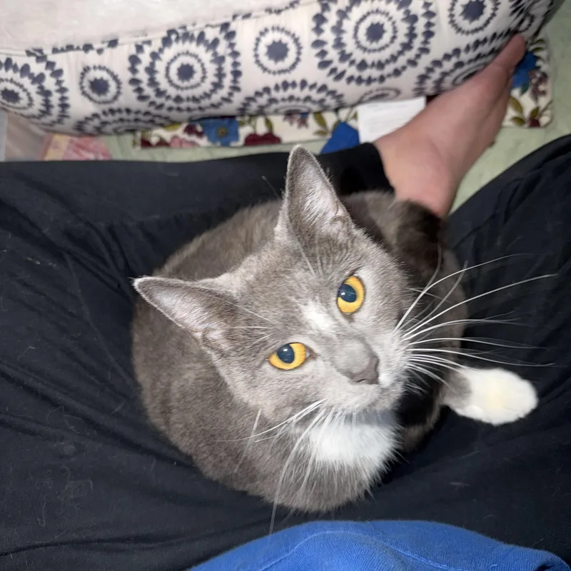 A young medium-sized female Gray & White Domestic Short Hair cat named Flora for adoption in Bear, DE
