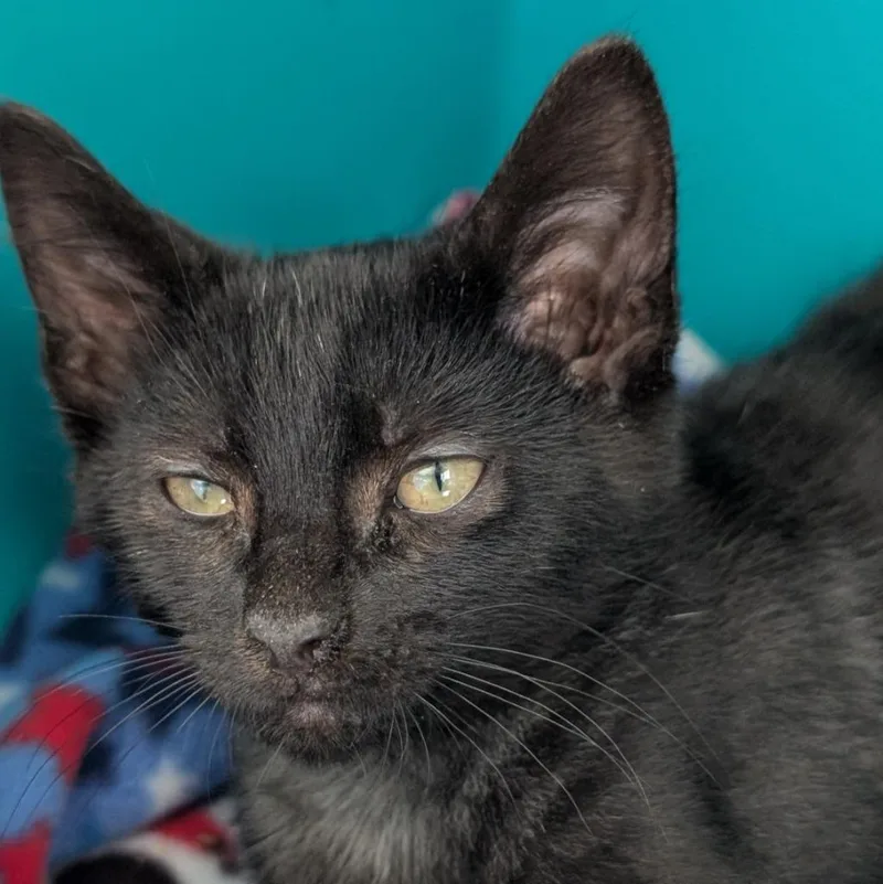 A baby medium-sized male Domestic Short Hair cat named Eeyore for adoption in Shoreline, WA