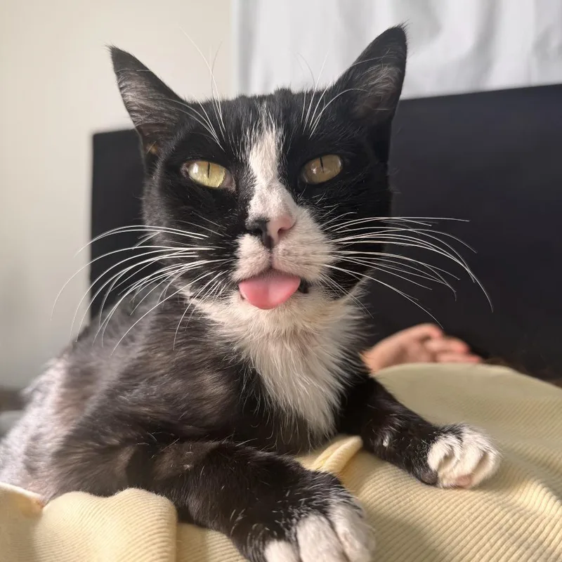 Sugarnovackhiggins thumbnail 2