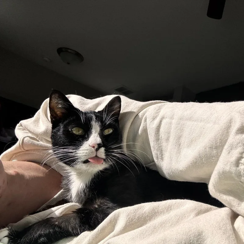 Sugarnovackhiggins thumbnail 3