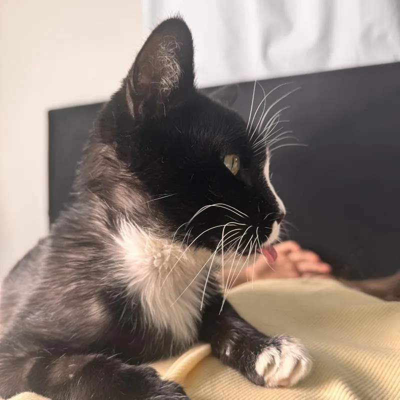 Sugarnovackhiggins thumbnail 4